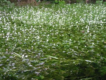　豊かな湧き水の中で梅花藻　満開